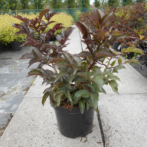 Sambucus Nigra F. Porphyrophylla Black Tower